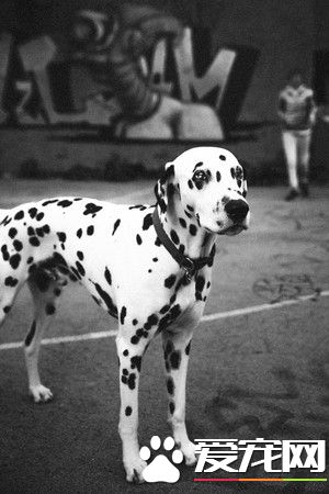 草莓珍珠奶茶被剃毛 暴露隐藏已久的身份