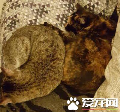 流浪盲眼猫 用爱与勇气获真命猫奴