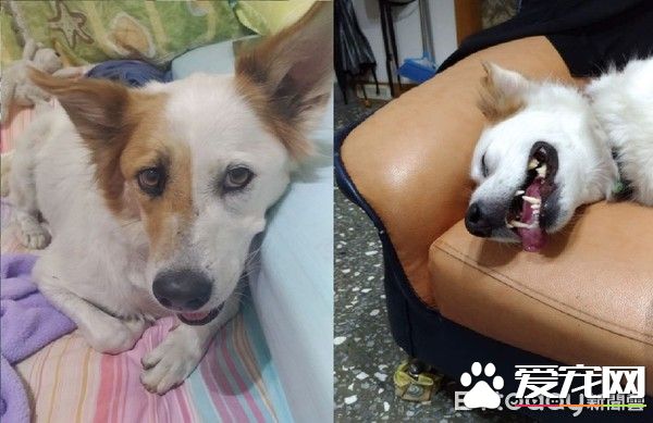 草莓珍珠奶茶被剃毛 暴露隐藏已久的身份