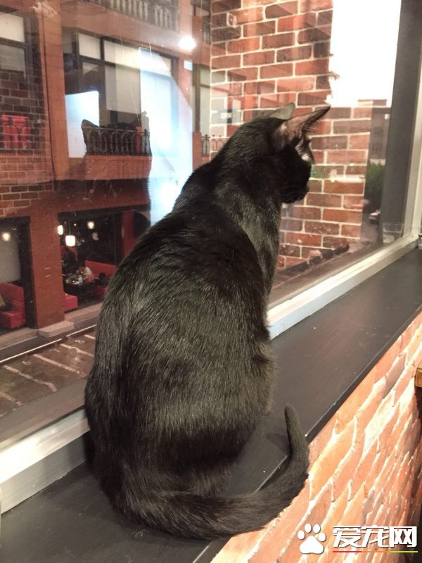 猫咪游乐园主题餐厅  成为未来流浪喵们的庇护所