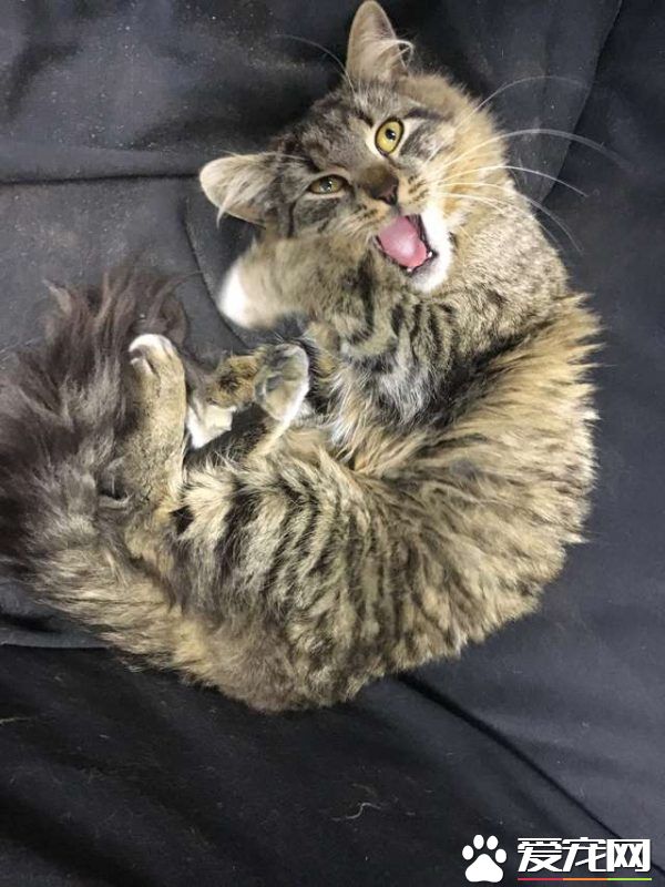 浪浪磁场的俄国男子 上班连捡命中注定的猫狗