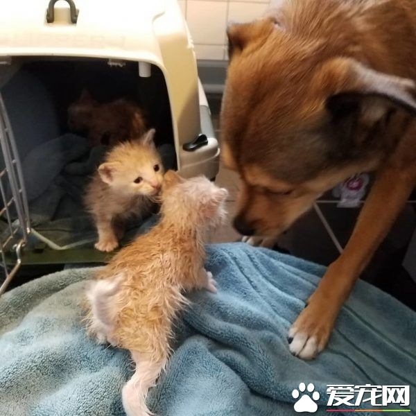暖心治疗犬搭救落难喵 贴心照顾当代理把拔