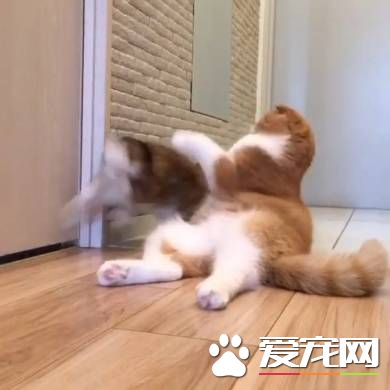 猫兔之友情 贴心猫咪温柔陪伴兔兔