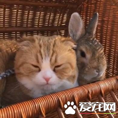 猫兔之友情 贴心猫咪温柔陪伴兔兔