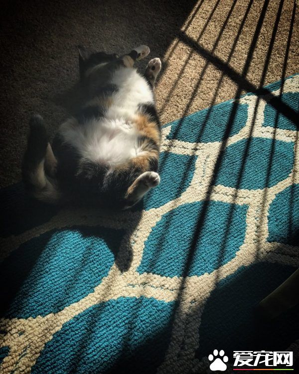 男子入收容所想收编狗狗 却意外变猫奴