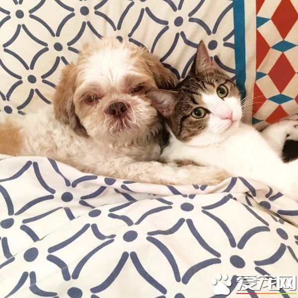 狗狗从汪星移民到喵星 变身超级奶爸