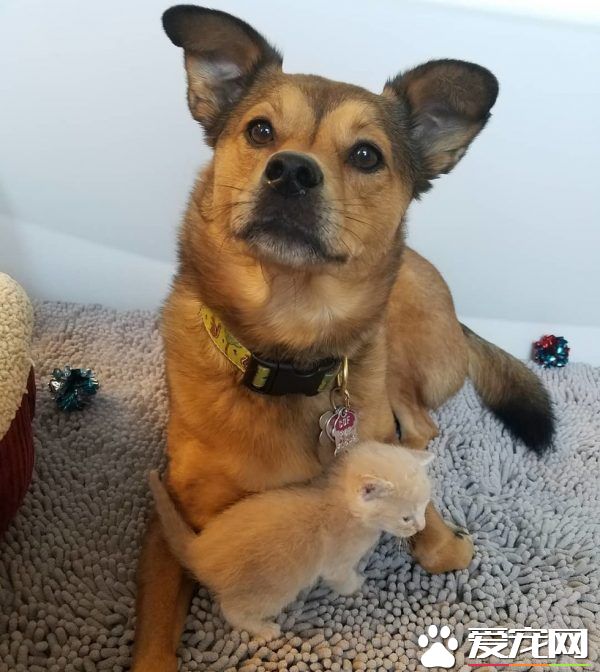 暖心治疗犬搭救落难喵 贴心照顾当代理把拔