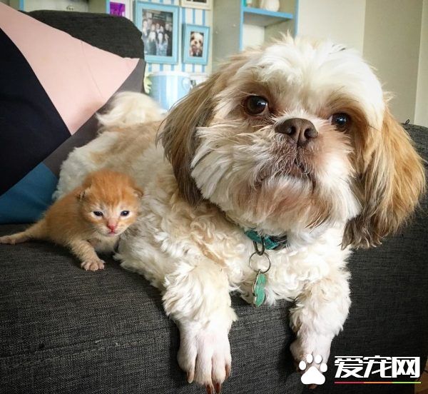 狗狗从汪星移民到喵星 变身超级奶爸