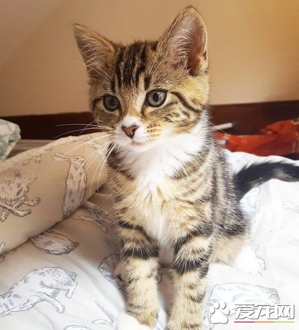 狗狗的分离焦虑症 被治愈力超强的喵星人治好