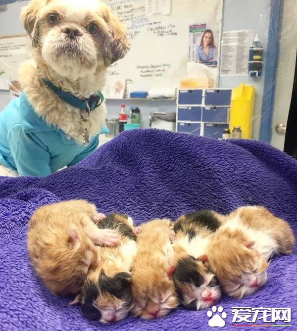 狗狗从汪星移民到喵星 变身超级奶爸