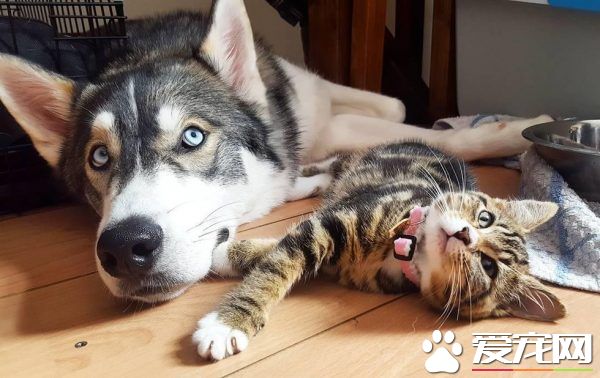 狗狗的分离焦虑症 被治愈力超强的喵星人治好