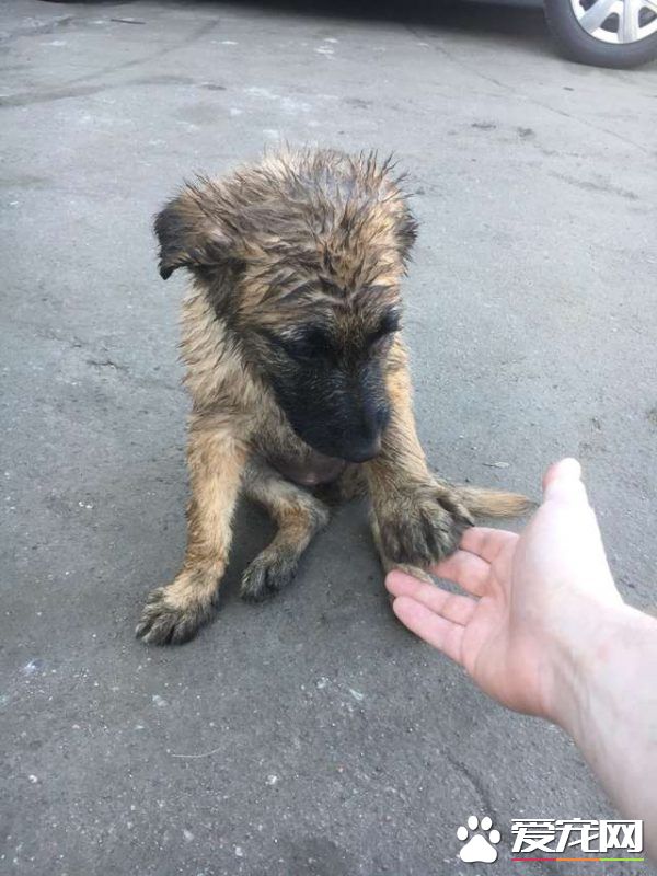 浪浪磁场的俄国男子 上班连捡命中注定的猫狗