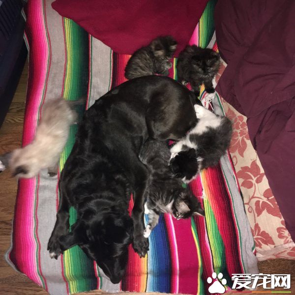 狗妈妈因为猫朋友 开启了爱猫生涯