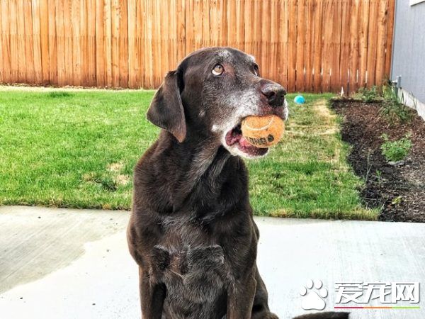 13年不合的猫狗突然破冰成友 其因超暖心