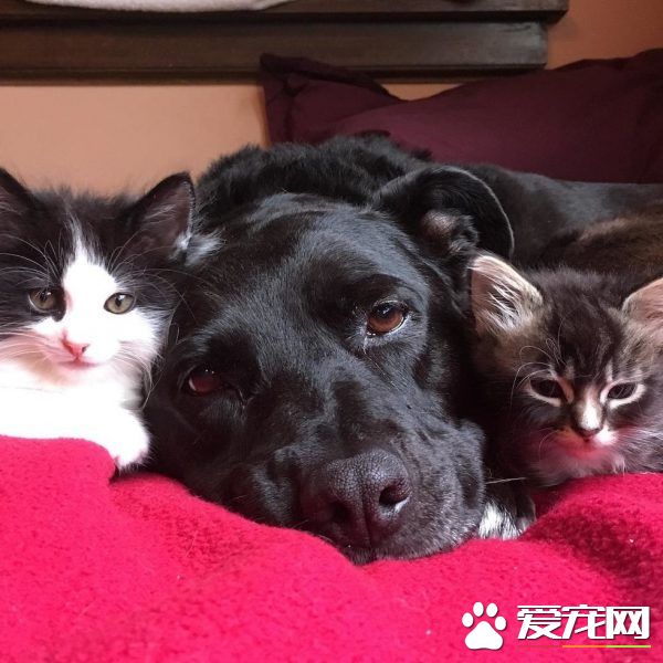 狗妈妈因为猫朋友 开启了爱猫生涯