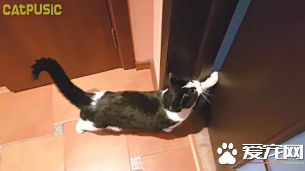 超贴心网红猫咪 每天吻醒猫奴把拔