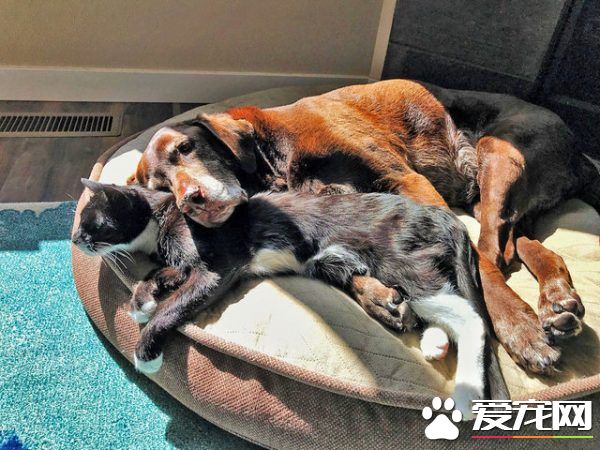 13年不合的猫狗突然破冰成友 其因超暖心