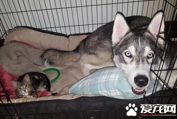 狗狗的分离焦虑症 被治愈力超强的喵星人治好