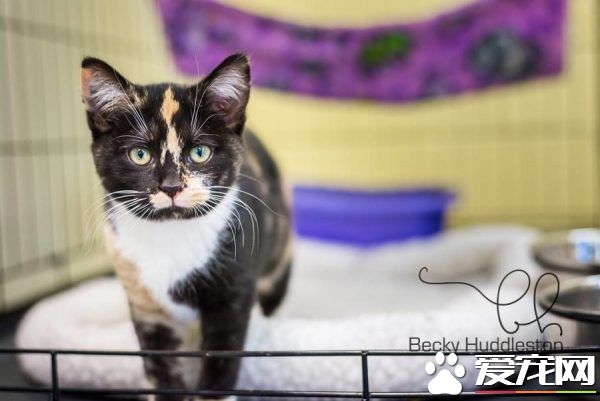 男子入收容所想收编狗狗 却意外变猫奴