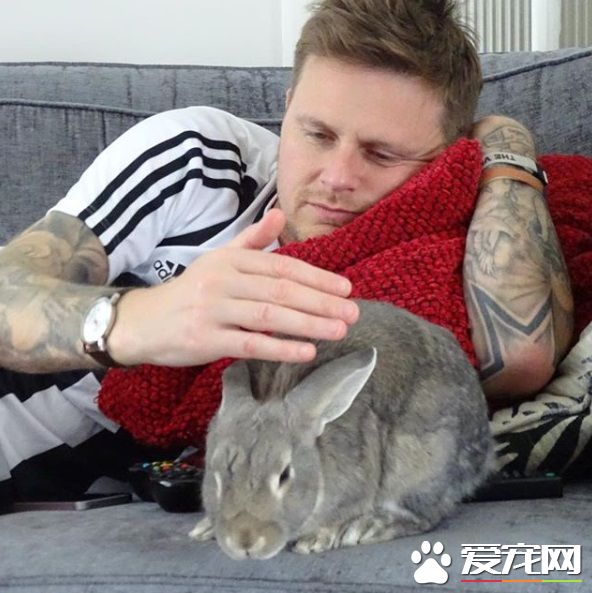 对动物无感外国男子 被温柔兔子暖化为粉丝