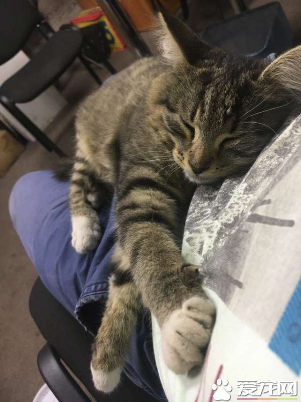 浪浪磁场的俄国男子 上班连捡命中注定的猫狗