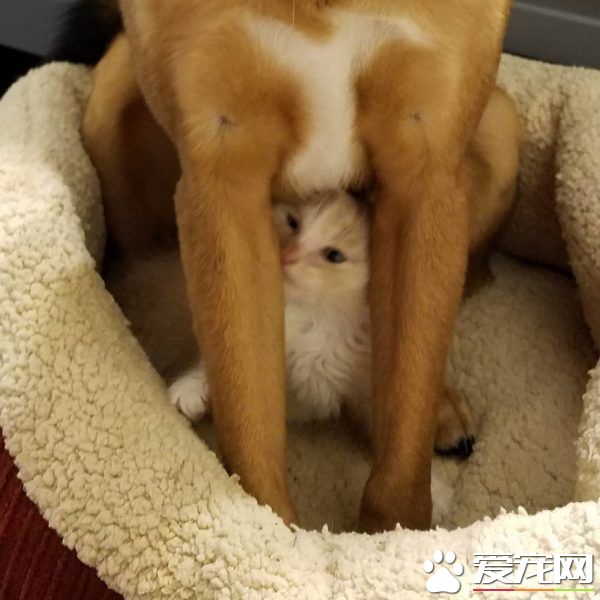 暖心治疗犬搭救落难喵 贴心照顾当代理把拔