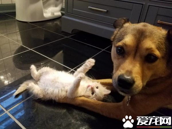 暖心治疗犬搭救落难喵 贴心照顾当代理把拔