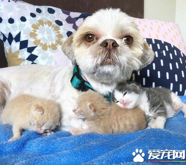 狗狗从汪星移民到喵星 变身超级奶爸