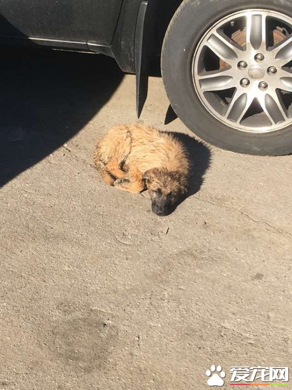 浪浪磁场的俄国男子 上班连捡命中注定的猫狗