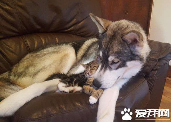 狗狗的分离焦虑症 被治愈力超强的喵星人治好