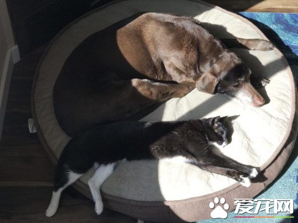 13年不合的猫狗突然破冰成友 其因超暖心