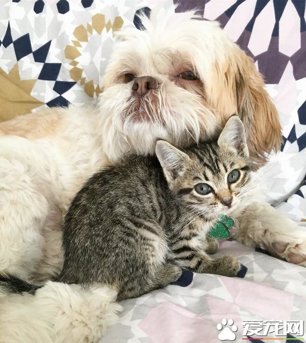 狗狗从汪星移民到喵星 变身超级奶爸