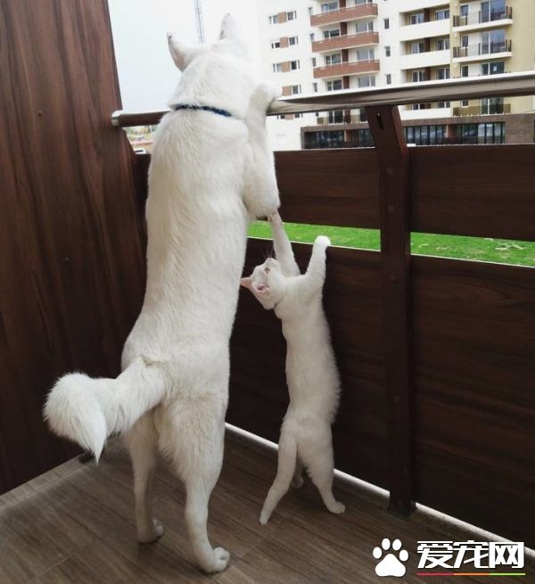 狗狗想找伴 遇见命中注定的好朋友