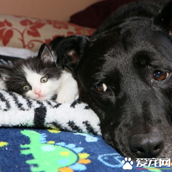 狗妈妈因为猫朋友 开启了爱猫生涯