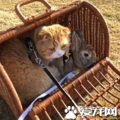 猫兔之友情 贴心猫咪温柔陪伴兔兔