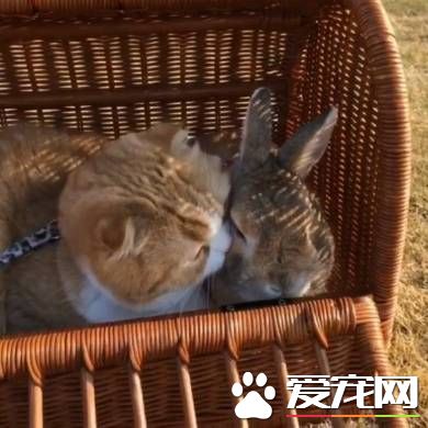猫兔之友情 贴心猫咪温柔陪伴兔兔