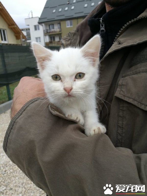 狗狗想找伴 遇见命中注定的好朋友