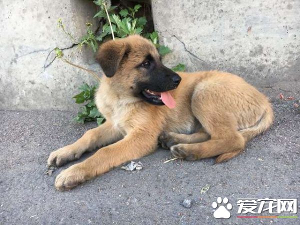 浪浪磁场的俄国男子 上班连捡命中注定的猫狗