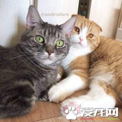 猫兔之友情 贴心猫咪温柔陪伴兔兔