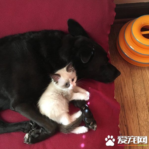 狗妈妈因为猫朋友 开启了爱猫生涯
