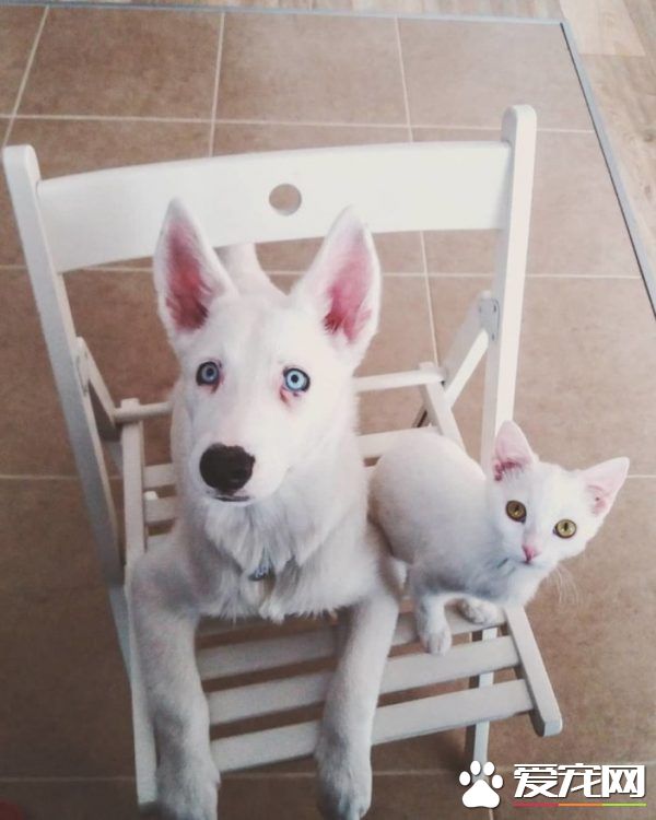 狗狗想找伴 遇见命中注定的好朋友