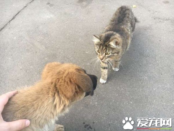 浪浪磁场的俄国男子 上班连捡命中注定的猫狗