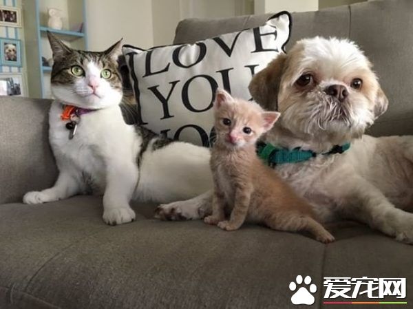 狗狗从汪星移民到喵星 变身超级奶爸