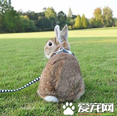 猫兔之友情 贴心猫咪温柔陪伴兔兔