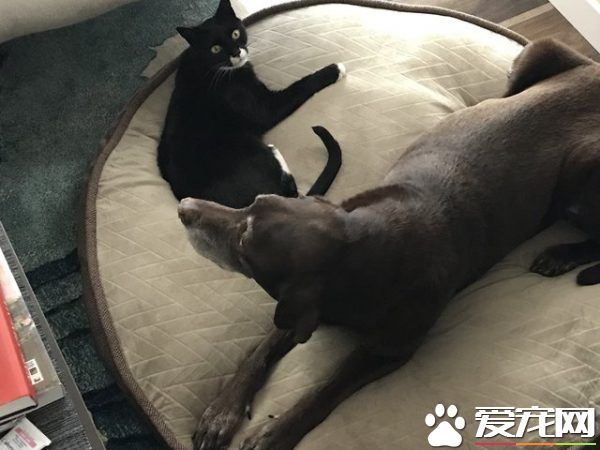 13年不合的猫狗突然破冰成友 其因超暖心
