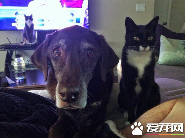 13年不合的猫狗突然破冰成友 其因超暖心