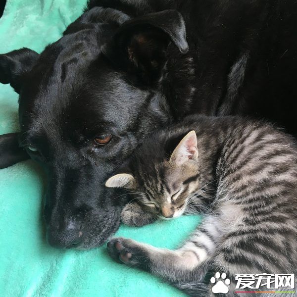 狗妈妈因为猫朋友 开启了爱猫生涯
