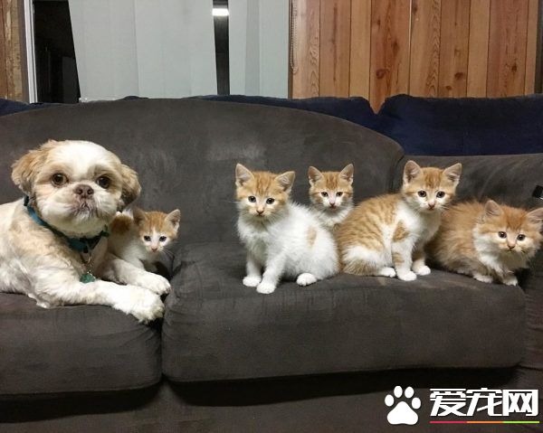 狗狗从汪星移民到喵星 变身超级奶爸