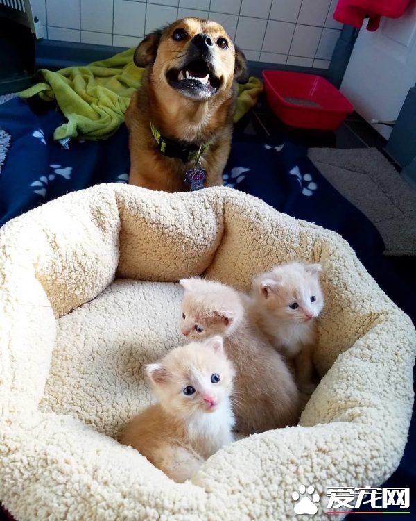 暖心治疗犬搭救落难喵 贴心照顾当代理把拔