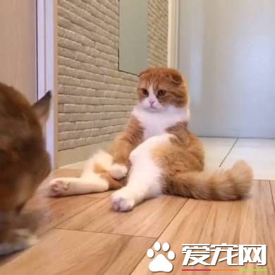 猫兔之友情 贴心猫咪温柔陪伴兔兔